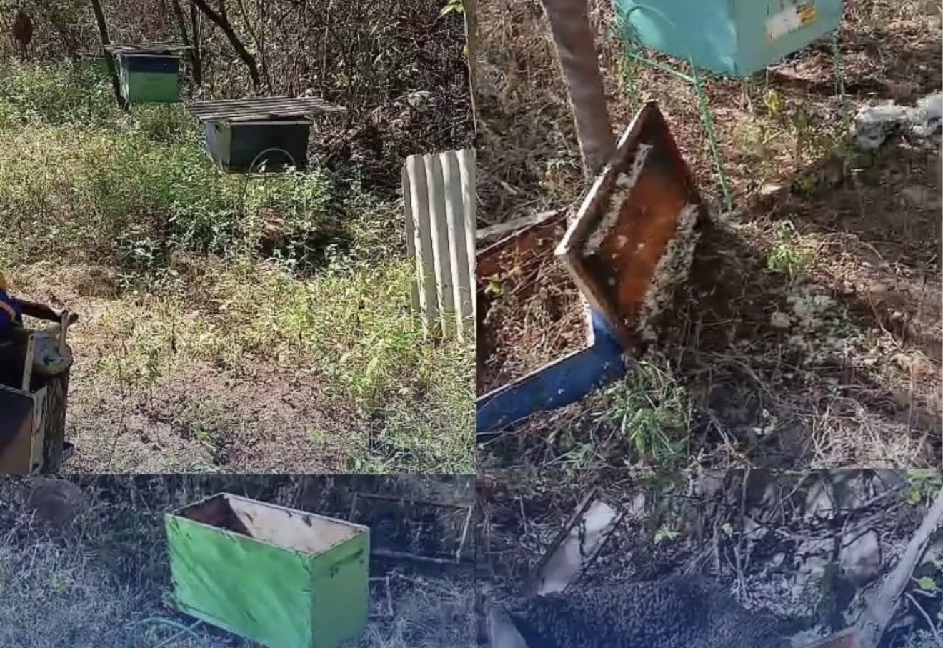 Apicultores denunciam vandalismo e furto de mel em apiários de Brejinho, no Sertão de Pernambuco