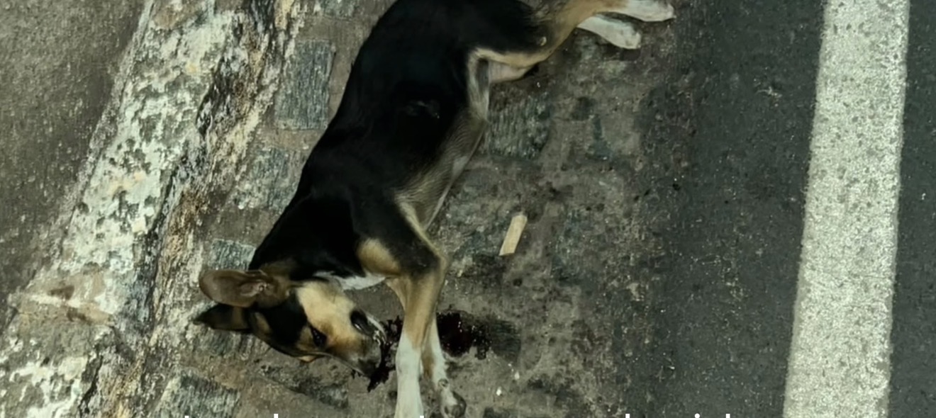 Mulher é presa suspeita de atropelar e matar cadela sem prestar socorro em Tavares