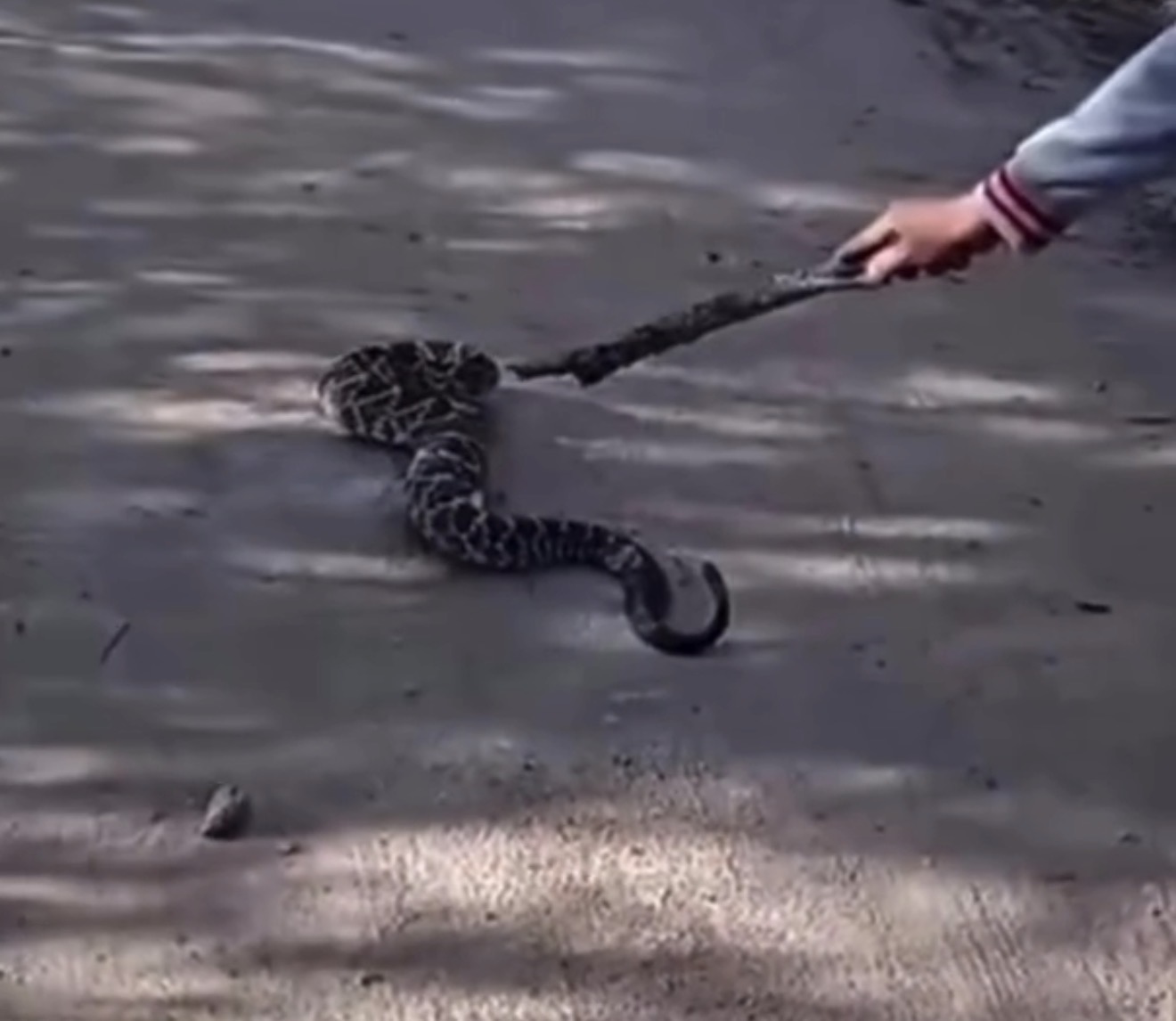 Homem é picado por cascavel ao tentar afastar cobra com pedaço de madeira em Pernambuco