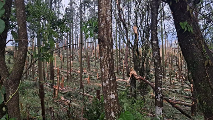 Paraná registra dois tornados em menos de 24 horas; granizo e ventos provocam danos